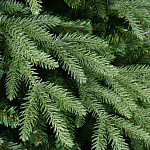 Елка Франклин выс.1,83 м вст