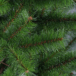 Елка Сосна стройная 2,10м